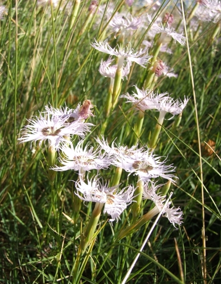 Dianthus monspessulanus / Garofano di Montpellier